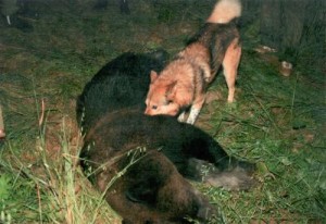 Bear 02 400