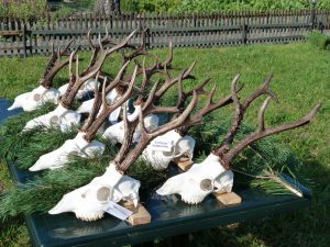 siberian-roe-deer-02